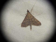 Dolicharthria punctalis