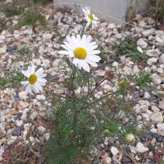 Tripleurospermum