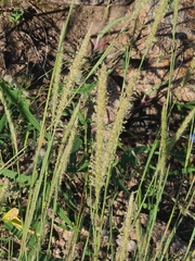 Muhlenbergia alopecuroides