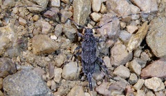 Acanthocinus obliquus