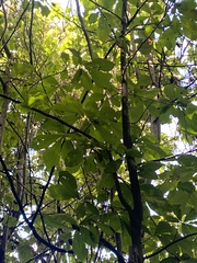 Asimina triloba