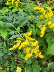 Solidago