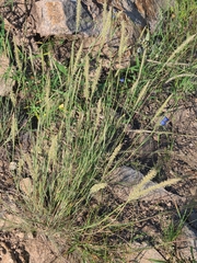 Muhlenbergia alopecuroides