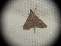 Dolicharthria punctalis