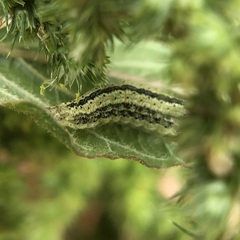 Schinia trifascia