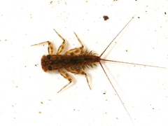 Electrogena affinis