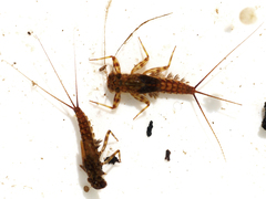 Electrogena affinis