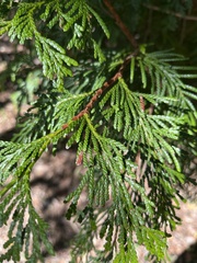 Thuja occidentalis
