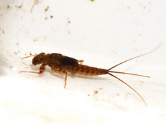 Electrogena affinis