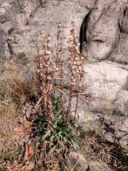 Solidago virgaurea