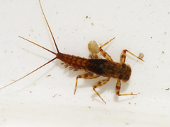 Electrogena affinis