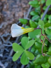 Oxalis fenestrata