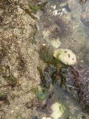 Anemonia viridis