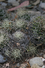 Mammillaria decipiens