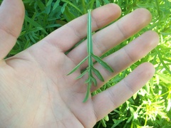 Reseda lutea