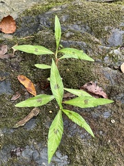 Persicaria maculosa