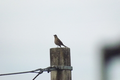 Turdus leucomelas