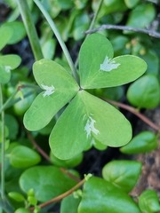 Oxalis fenestrata