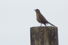 Turdus leucomelas