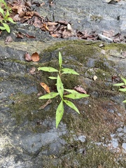 Persicaria maculosa