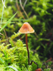 Galerina triscopa