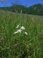 Ornithogalum pyramidale