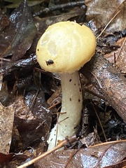 Russula claroflava