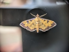 Ategumia ebulealis