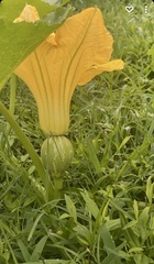 Cucurbita maxima