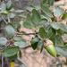 Quercus wislizeni - Photo (c) 2008 Keir Morse, μερικά δικαιώματα διατηρούνται (CC BY-NC-SA)