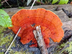Pycnoporellus fulgens
