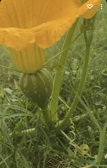 Cucurbita maxima