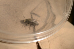 Osmia