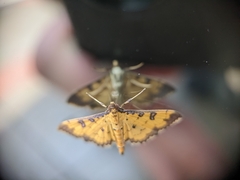 Ategumia ebulealis