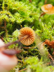 Galerina triscopa
