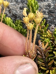 Phyllodoce glanduliflora