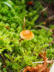 Galerina triscopa