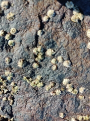 Balanomorpha