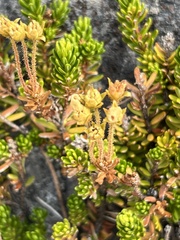 Phyllodoce glanduliflora