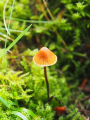 Galerina triscopa