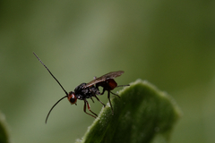 Dinocampus coccinellae