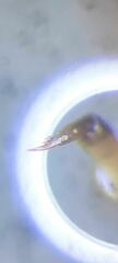 Electrogena affinis