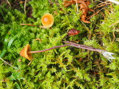 Galerina triscopa