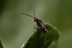 Dinocampus coccinellae