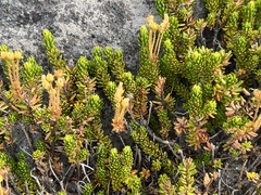 Phyllodoce glanduliflora