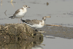 Chroicocephalus cirrocephalus