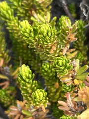 Phyllodoce glanduliflora