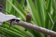 Thraupis palmarum