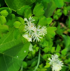 Thalictrum pubescens