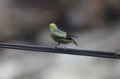 Thraupis palmarum